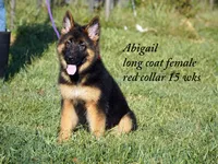 gorgeous long coat german shepherd w red collar, a female German Shepherd Dog for sale in Chrisney, IN – 4 of 8