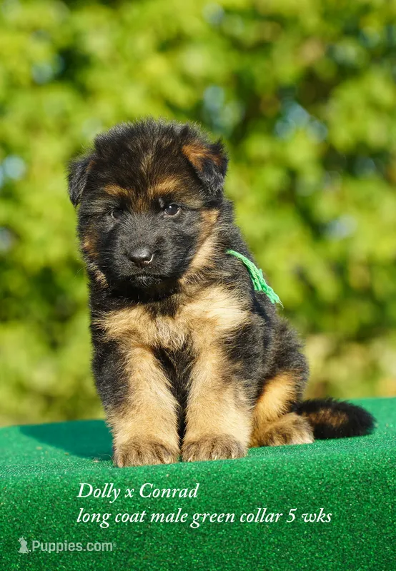 gsd lc male green collar – German Shepherd Dog puppy for sale in Chrisney, IN