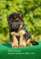 gsd lc male green collar, a male German Shepherd Dog for sale in Chrisney, IN – 1 of 6