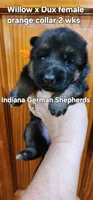 male - blue collar, a male German Shepherd Dog for sale in Chrisney, IN – 10 of 10