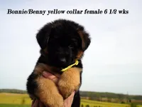yellow collar , a female German Shepherd Dog for sale in Chrisney, IN – Photo 6 of 9