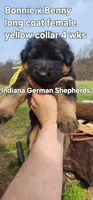 yellow collar , a female German Shepherd Dog for sale in Chrisney, IN – Photo 2 of 6