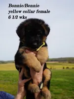 yellow collar , a female German Shepherd Dog for sale in Chrisney, IN – Photo 2 of 9