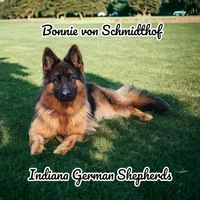 yellow collar , a female German Shepherd Dog for sale in Chrisney, IN – Photo 2 of 4