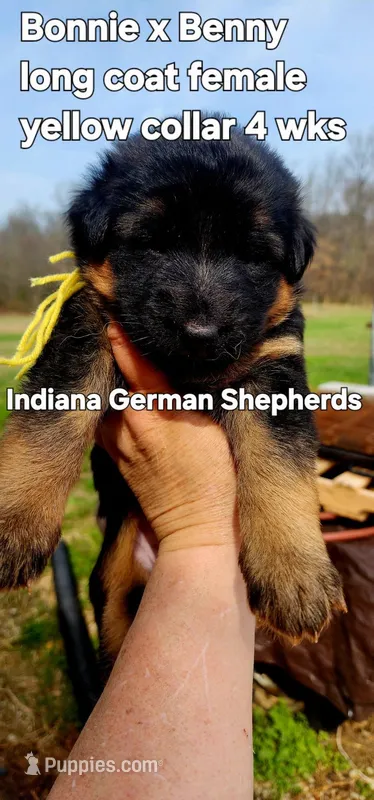 yellow collar  – German Shepherd Dog puppy for sale in Chrisney, IN