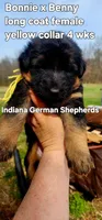 yellow collar , a female German Shepherd Dog for sale in Chrisney, IN – Photo 1 of 6