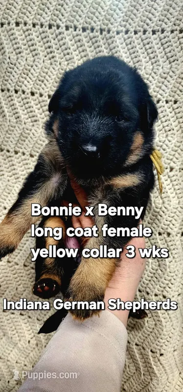 yellow collar  – German Shepherd Dog puppy for sale in Chrisney, IN