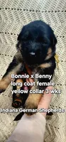 yellow collar , a female German Shepherd Dog for sale in Chrisney, IN – Photo 1 of 4