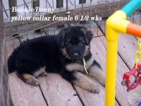 yellow collar , a female German Shepherd Dog for sale in Chrisney, IN – Photo 1 of 9