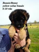 yellow collar , a female German Shepherd Dog for sale in Chrisney, IN – Photo 4 of 9