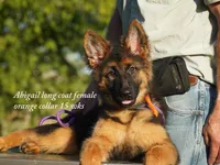 long coat orange collar female, a female German Shepherd Dog for sale in Chrisney, IN – 2 of 8