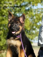 gorgeous long coat german shepherd w red collar, a female German Shepherd Dog for sale in Chrisney, IN – 1 of 8