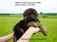 green collar male, a male German Shepherd Dog for sale in Chrisney, IN – 6 of 9