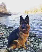 pink collar, a female German Shepherd Dog for sale in Chrisney, IN – Photo 5 of 5