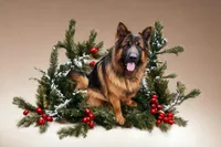 pink collar, a female German Shepherd Dog for sale in Chrisney, IN – Photo 3 of 4