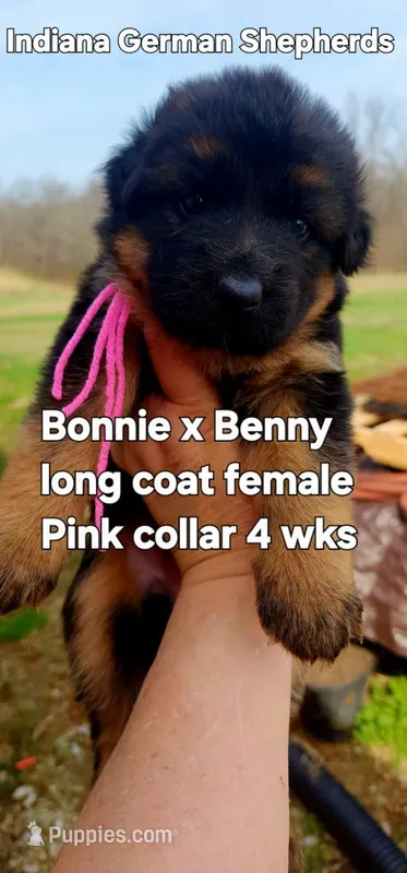 pink collar – German Shepherd Dog puppy for sale in Chrisney, IN