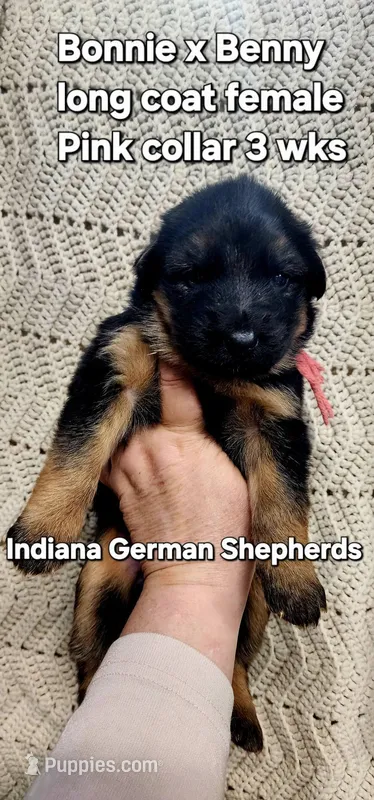 pink collar – German Shepherd Dog puppy for sale in Chrisney, IN