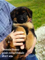 pink collar, a female German Shepherd Dog for sale in Chrisney, IN – Photo 3 of 5