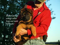 gsd lc male orange collar, a male German Shepherd Dog for sale in Chrisney, IN – 2 of 7