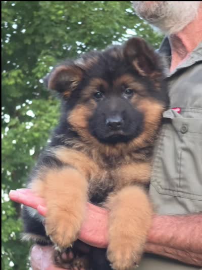 long coat red collar female, a female German Shepherd Dog for sale in Chrisney, IN – 9 of 9