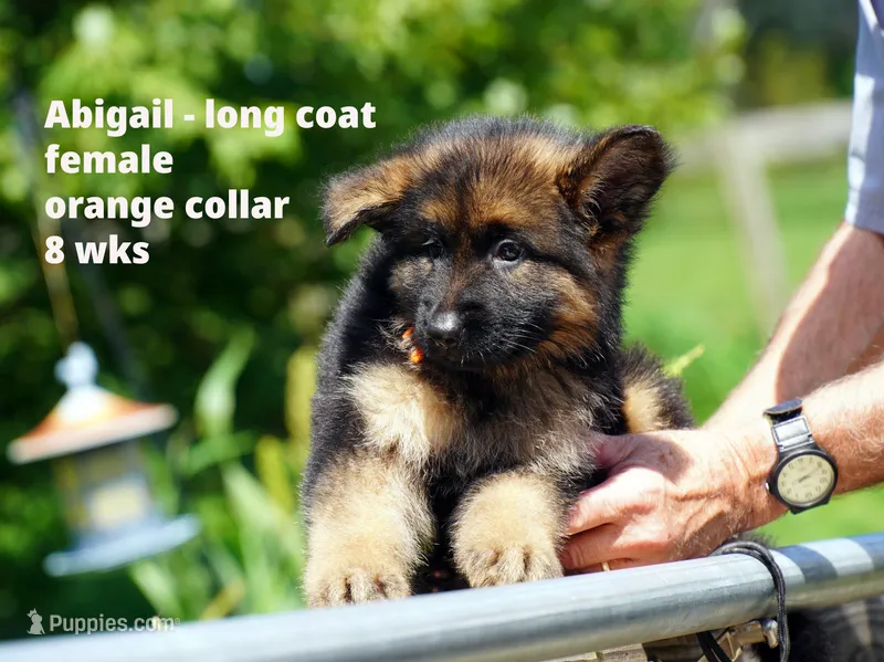 long coat orange collar female – German Shepherd Dog puppy for sale in Chrisney, IN