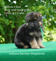 green collar male, a male German Shepherd Dog for sale in Chrisney, IN – 5 of 9