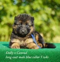 gsd lc male blue collar, a male German Shepherd Dog for sale in Chrisney, IN – 2 of 6