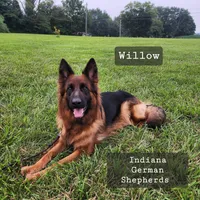 beauiful pup sired by Dux di Casa Mary , a  German Shepherd Dog for sale in Chrisney, IN – Photo 7 of 8