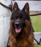 beauiful pup from Dux di Casa Mary , a  German Shepherd Dog for sale in Chrisney, IN – Photo 2 of 4