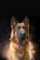 beauiful pup sired by Dux di Casa Mary , a  German Shepherd Dog for sale in Chrisney, IN – Photo 3 of 8