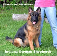 beauiful pup from Dux di Casa Mary , a  German Shepherd Dog for sale in Chrisney, IN – Photo 4 of 4