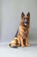 beauiful pup sired by Dux di Casa Mary , a  German Shepherd Dog for sale in Chrisney, IN – Photo 4 of 8