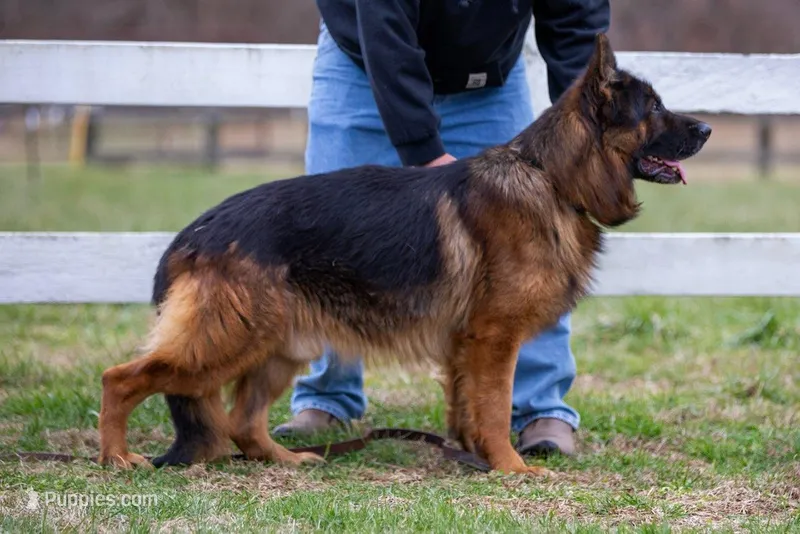 beauiful pup from Dux di Casa Mary , a  German Shepherd Dog for sale in Chrisney, IN – Photo 1 of 4