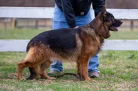 beauiful pup from Dux di Casa Mary , a  German Shepherd Dog for sale in Chrisney, IN – Photo 1 of 4