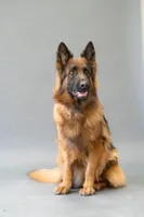 beauiful pup sired by Dux di Casa Mary , a  German Shepherd Dog for sale in Chrisney, IN – Photo 8 of 8