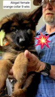long coat orange collar female, a female German Shepherd Dog for sale in Chrisney, IN – 3 of 10