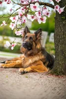 male - blue collar, a male German Shepherd Dog for sale in Chrisney, IN – 2 of 10