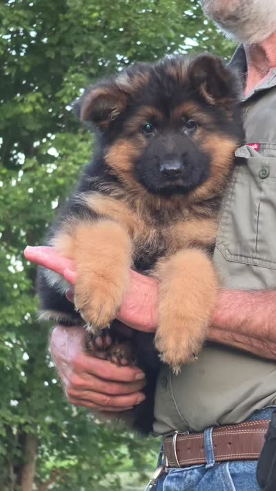 long coat red collar female, a female German Shepherd Dog for sale in Chrisney, IN – 8 of 9
