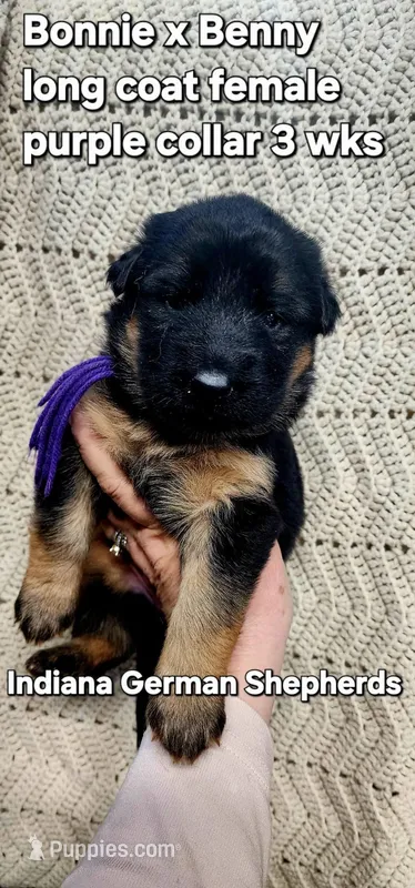purple collar  – German Shepherd Dog puppy for sale in Chrisney, IN
