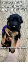 purple collar , a female German Shepherd Dog for sale in Chrisney, IN – Photo 1 of 3