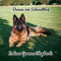 purple collar , a female German Shepherd Dog for sale in Chrisney, IN – Photo 2 of 3