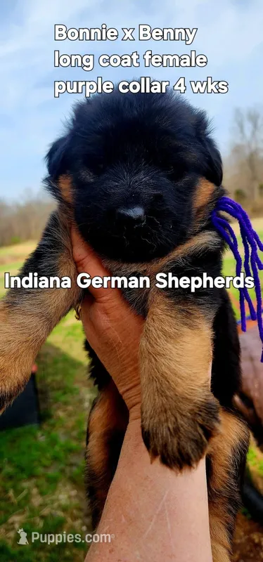 purple collar  – German Shepherd Dog puppy for sale in Chrisney, IN