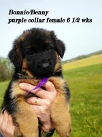 purple collar , a female German Shepherd Dog for sale in Chrisney, IN – Photo 5 of 6