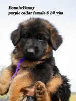 purple collar , a female German Shepherd Dog for sale in Chrisney, IN – Photo 1 of 6