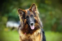 long coat red collar female, a female German Shepherd Dog for sale in Chrisney, IN – 6 of 8