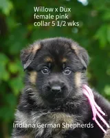 female - pink collar, a female German Shepherd Dog for sale in Chrisney, IN – 2 of 7