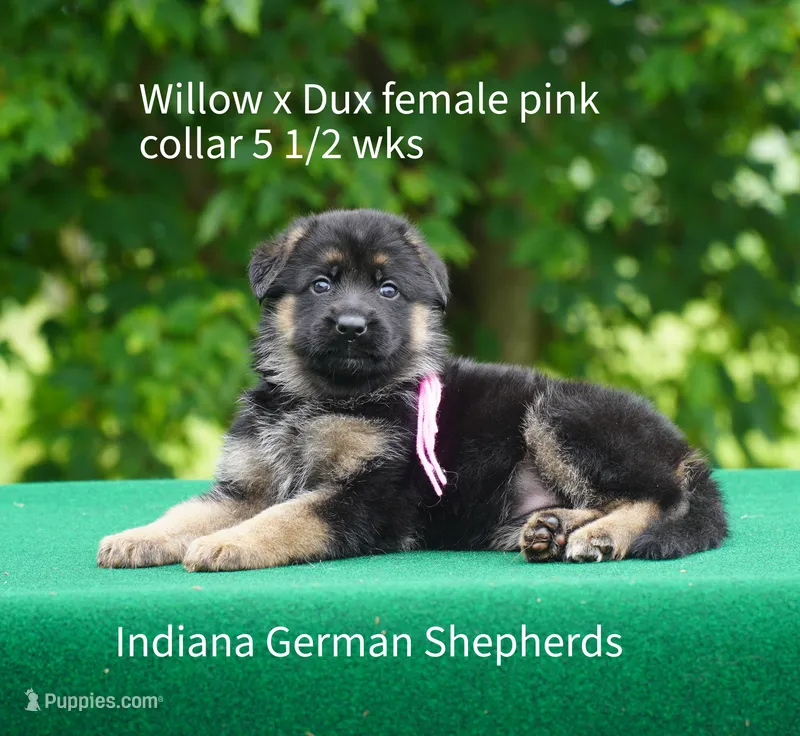 female - pink collar – German Shepherd Dog puppy for sale in Chrisney, IN