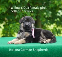 female - pink collar, a female German Shepherd Dog for sale in Chrisney, IN – 1 of 7