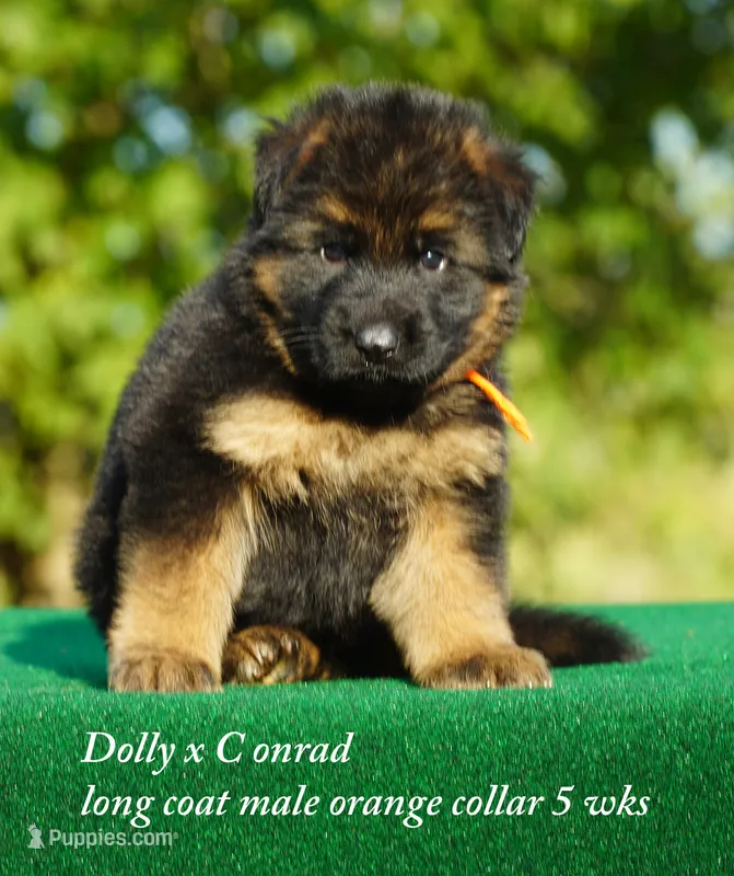 gsd lc male orange collar – German Shepherd Dog puppy for sale in Chrisney, IN