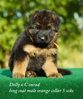 gsd lc male orange collar, a male German Shepherd Dog for sale in Chrisney, IN – 1 of 4